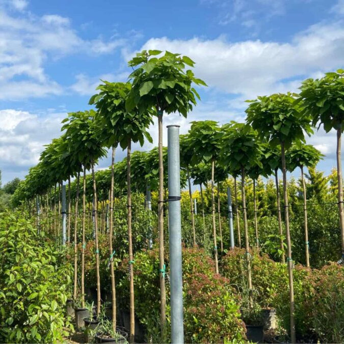 Row of young trees in pots with a blue sky and clouds in the background