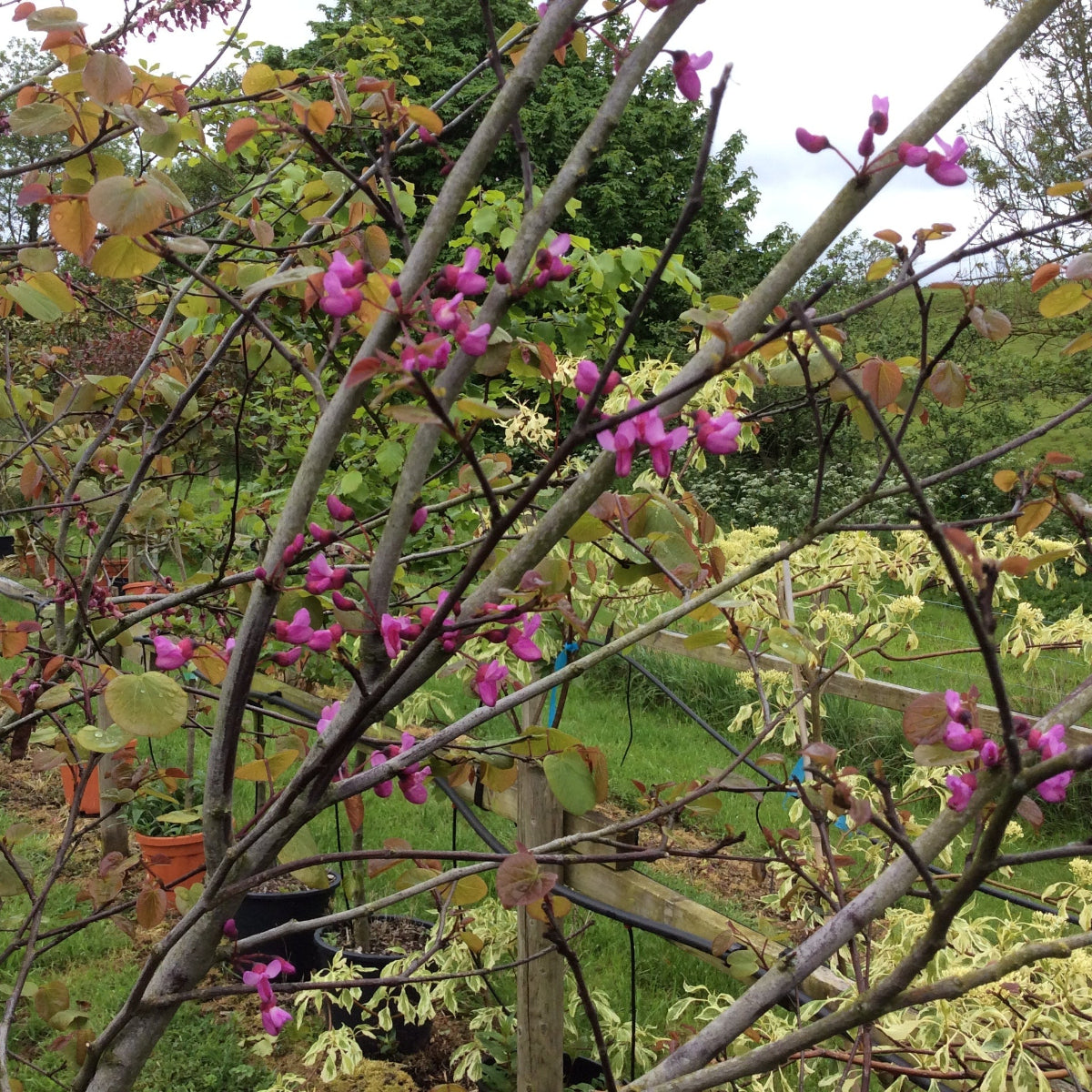 Tree branches with pink Cercis flowers and green leaves in a garden setting
