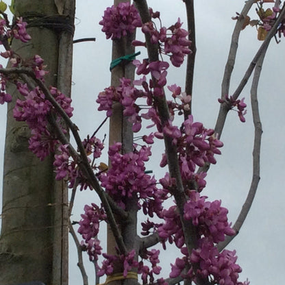 Pink flowering tree branch against a gray sky