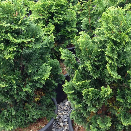 Chamaecyparis obtusa Nana Gracilis - dwarf Hinoki cypress with compact dark green foliage