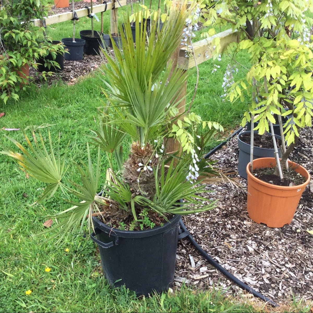 Potted plants in a garden setting with grass and mulch.