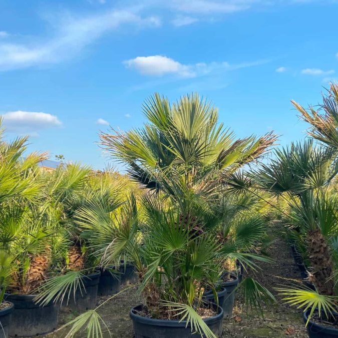 Chamaerops humilis Mediterranean fan palm - hardy dwarf palm tree with architectural foliage