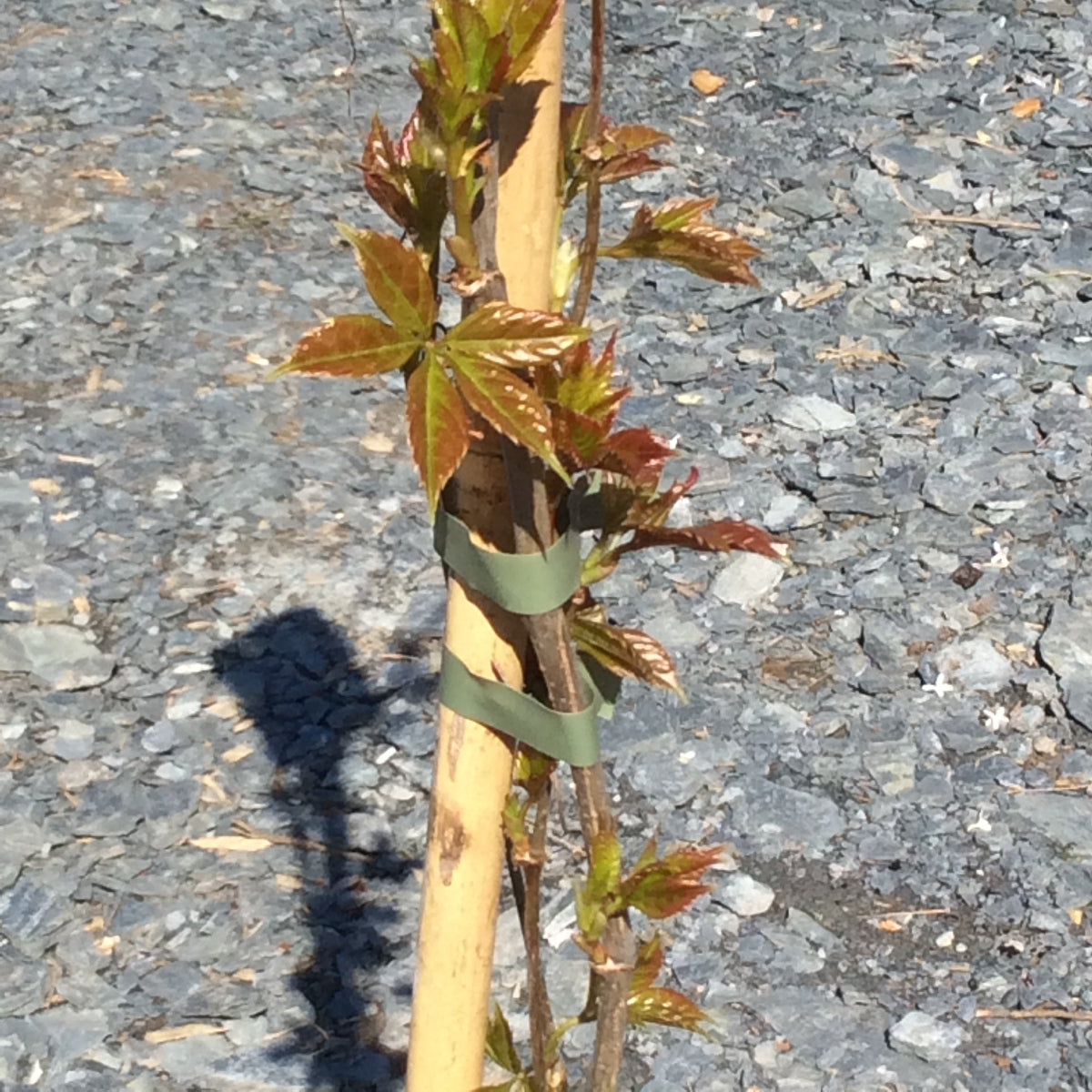 Chinese virginia creeper plant with green leaves on a cane.