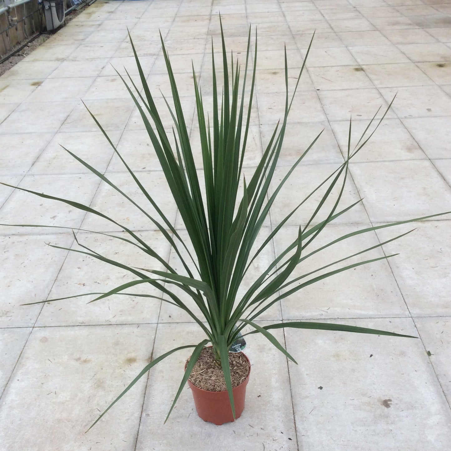 Cordyline australis , New Zealand Cabbage palm