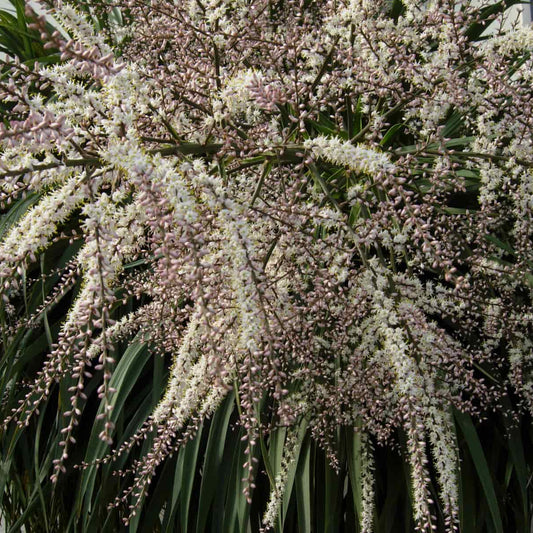 Cordyline australis - New Zealand Cabbage Palm with spiky evergreen foliage for architectural planting