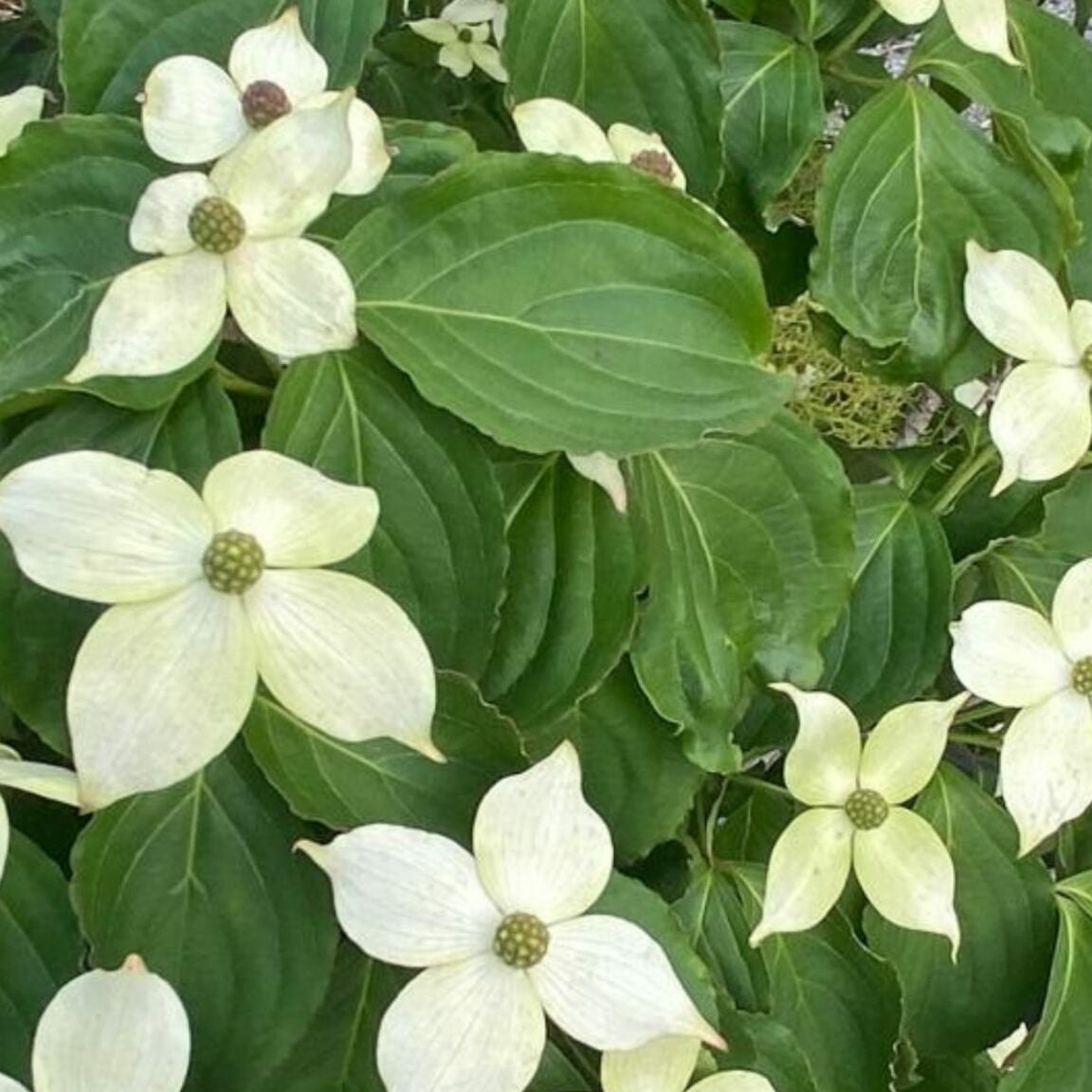Cornus kousa - Japanese Dogwood ornamental tree with white flower bracts and autumn colour"
