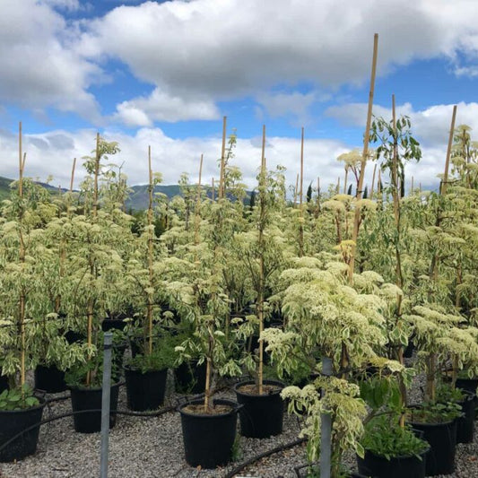 "Cornus controversa Variegata wedding cake tree with tiered branches and variegated cream-edged foliage"