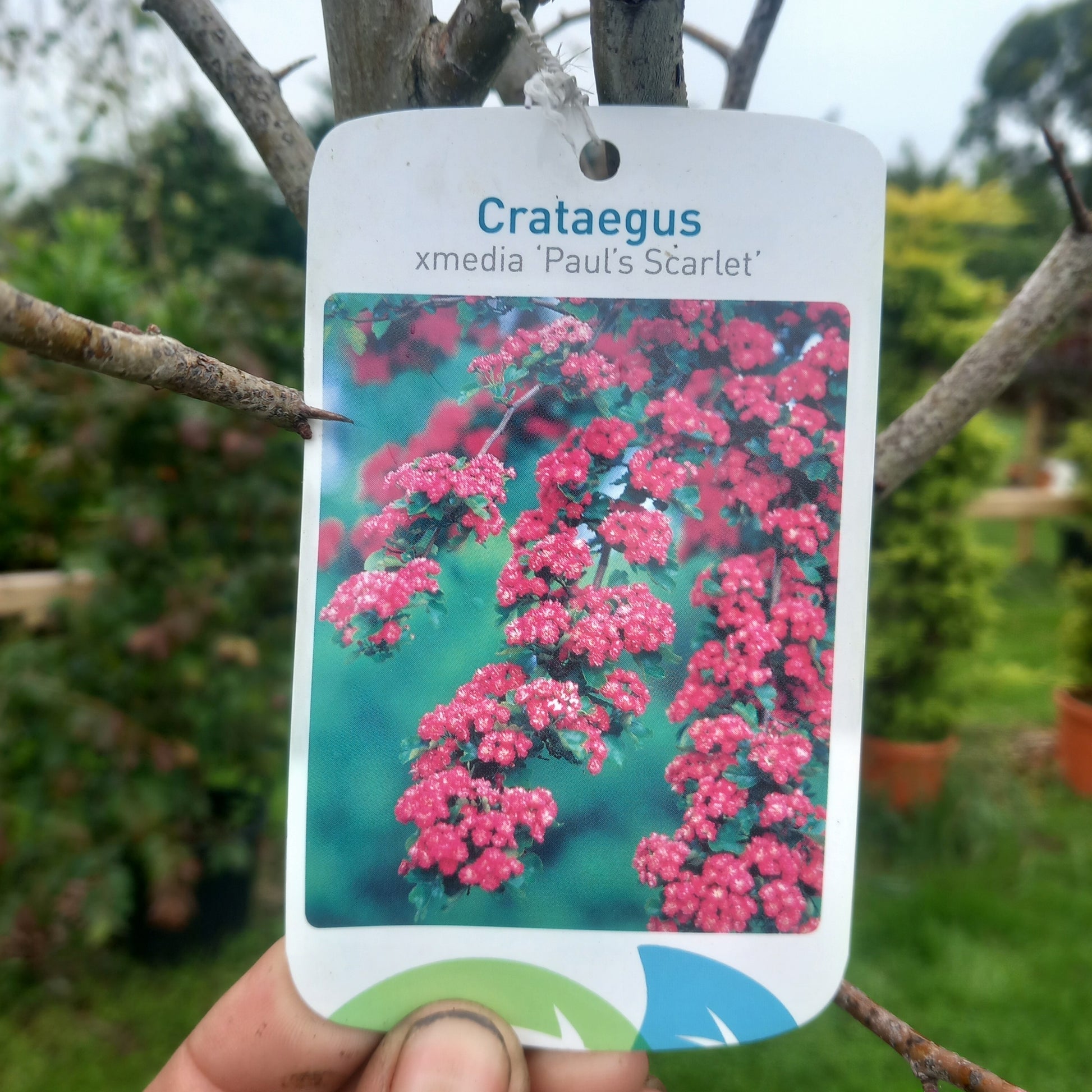 Crataegus Paul's Scarlet hawthorn half standard - ornamental tree with double pink-red blossom in spring