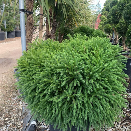 Cryptomeria japonica Globosa Nana - compact dwarf Japanese cedar with dense green foliage