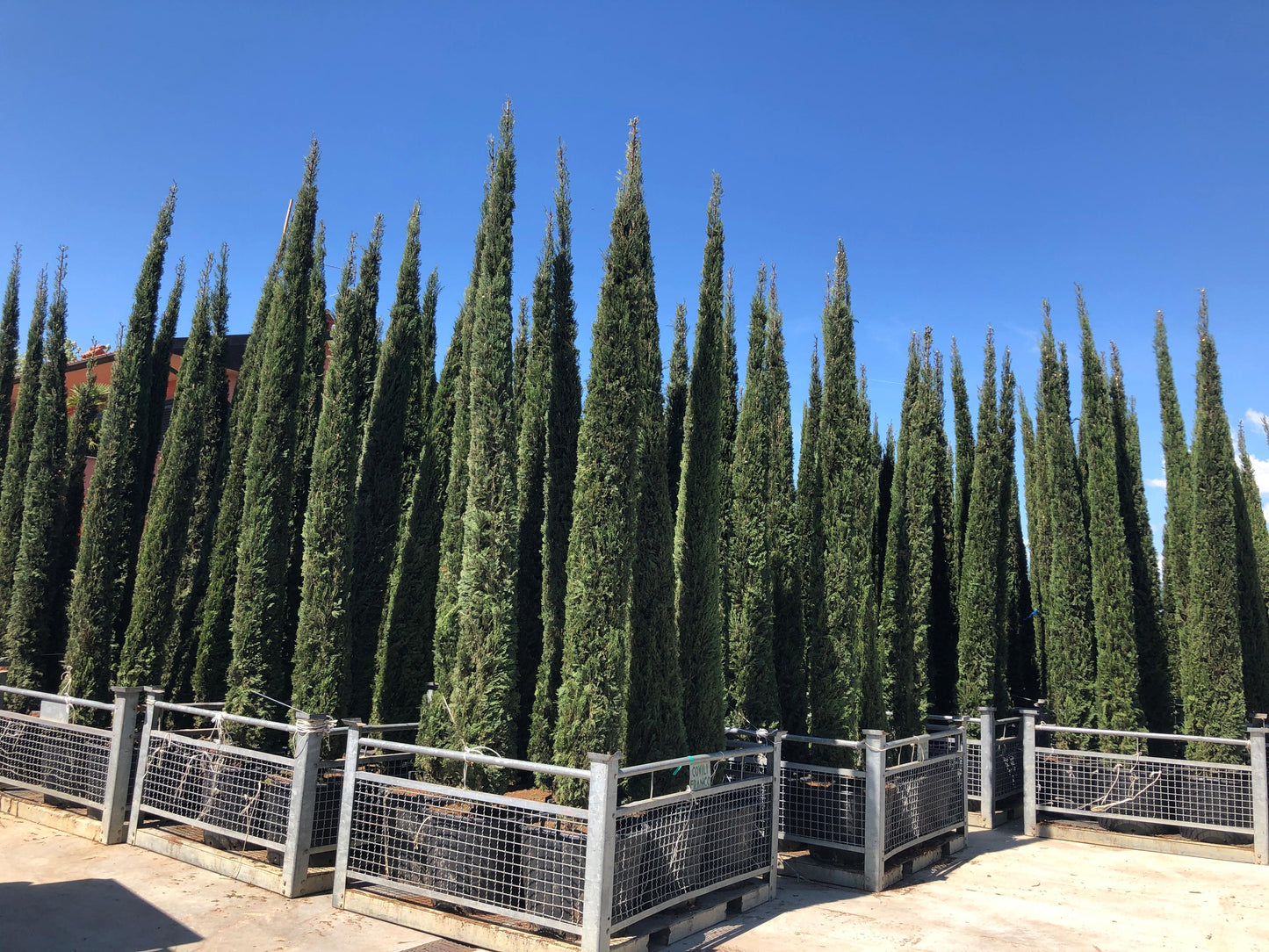 Cupressus sempervirens 'Italian cypress' 225/250cm high clt 25/30