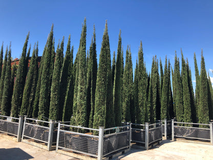 Cupressus sempervirens 'Italian cypress' 225/250cm high clt 25/30