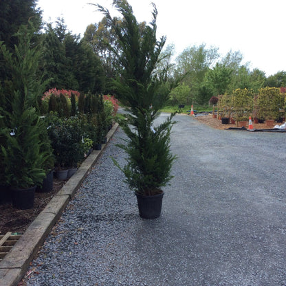 Potted conifer leylandii trees in a garden centre setting