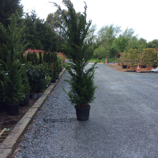 Potted conifer leylandii trees in a garden centre setting