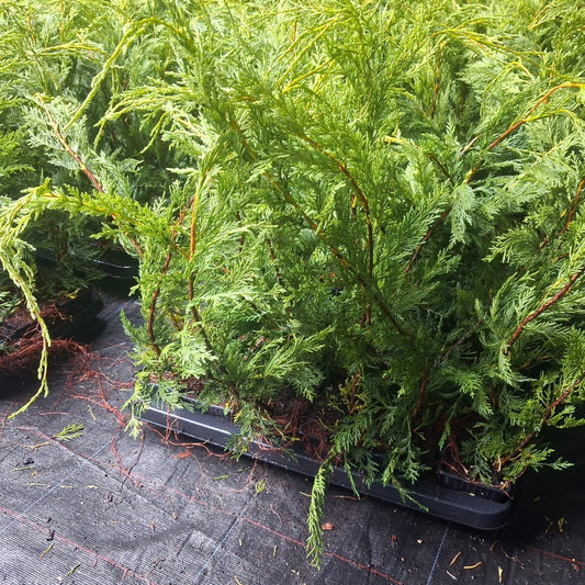 Gold coloured conifers in 9 cm liner pots stacked in carry trays .