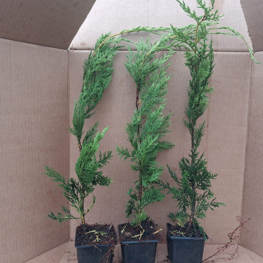 Three potted plants in front of a cardboard box