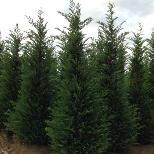 Cupressocyparis leylandii - fast-growing evergreen Leylandii hedging with dense green foliage