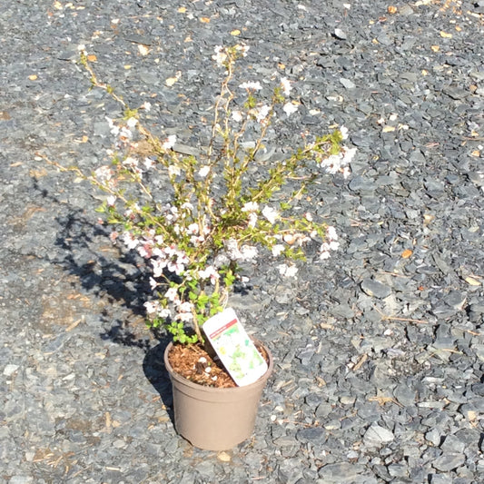 Flowering dwarf Japanese cherry in March and April