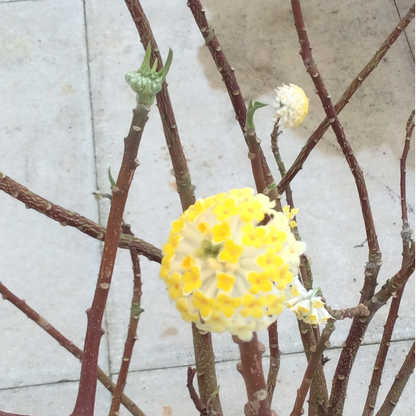 Yellow flowers on branches against a light background