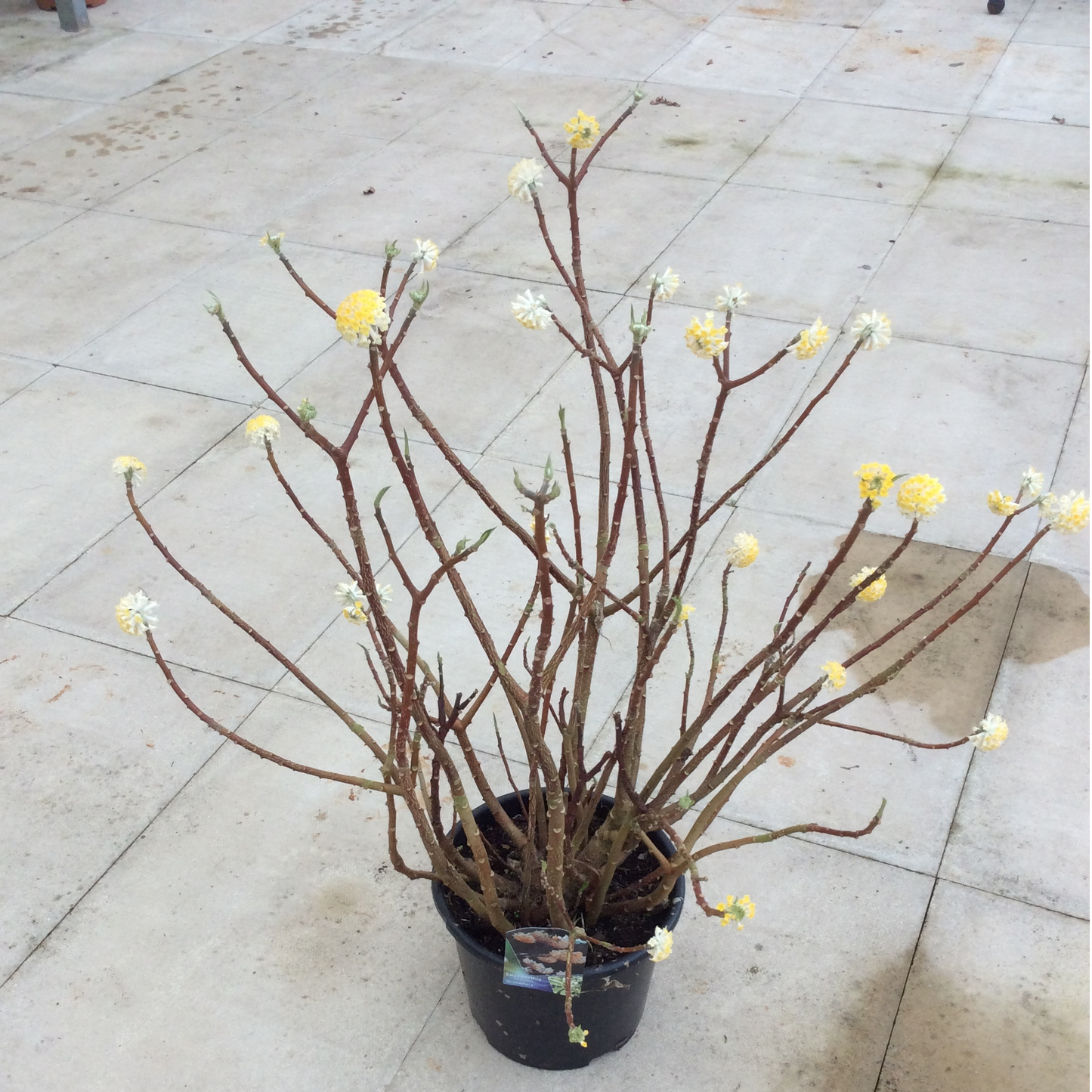 Potted Edgeworthia plant with bare branches and small yellow flowers 