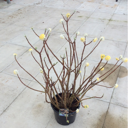 Potted Edgeworthia plant with bare branches and small yellow flowers 