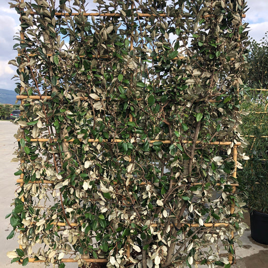 Elaeagnus x ebbingei espalier 150x100cm - evergreen screening plant trained on frame with silvery-green foliage