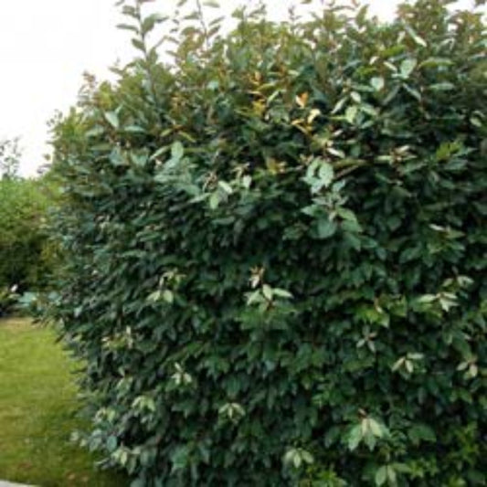 Tall evergreen oleaster hedge with green leaves in a garden setting