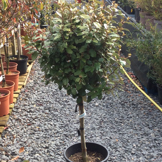Elaeagnus , oleaster , quarter standard in a pot