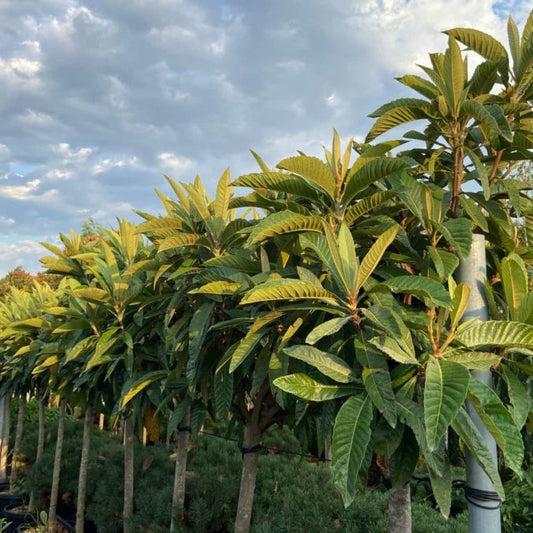 Eriobotrya japonica Loquat tree showing architectural evergreen canopy and bold tropical foliage