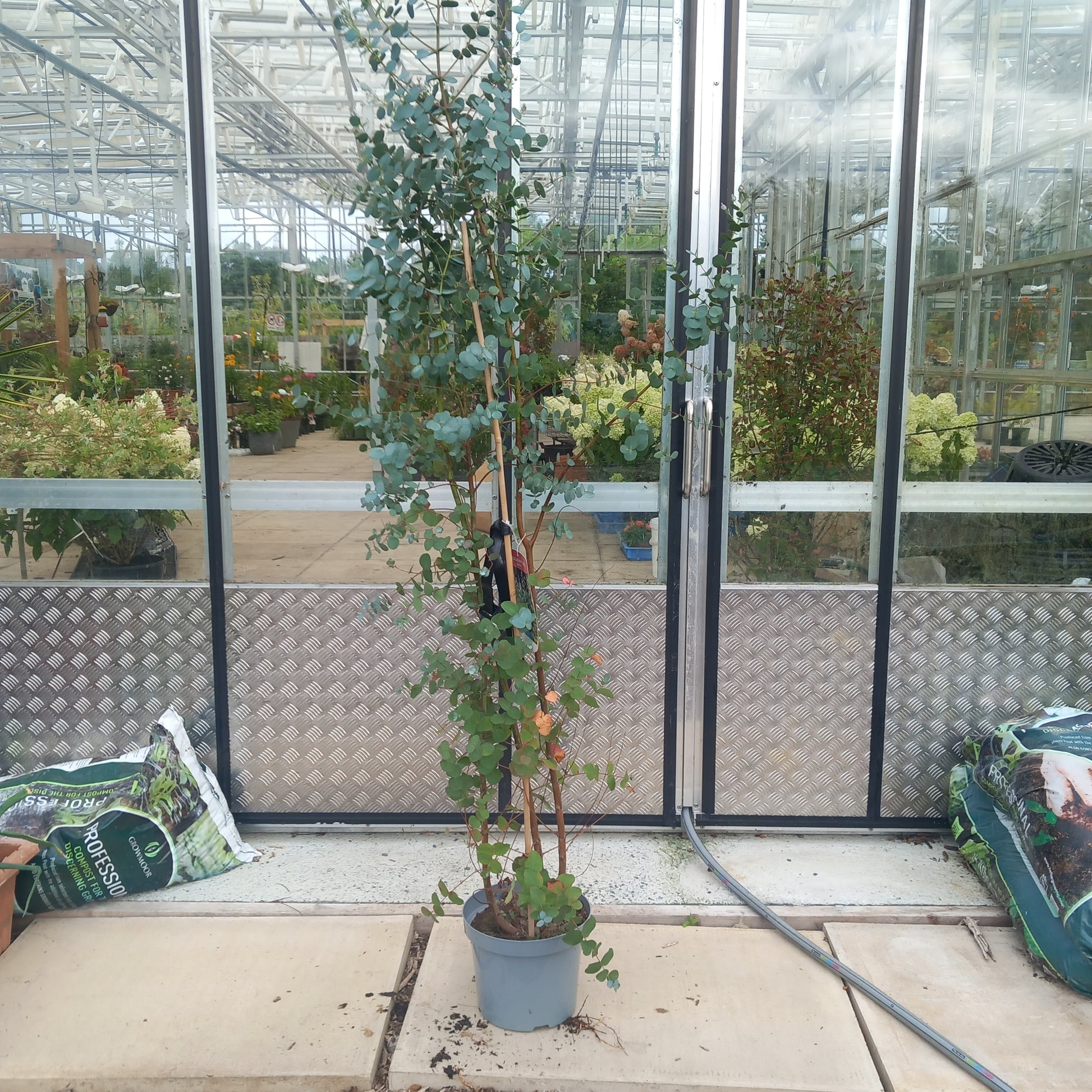 Eucalyptus gunnii - Cider Gum tree with aromatic silvery-blue evergreen foliage