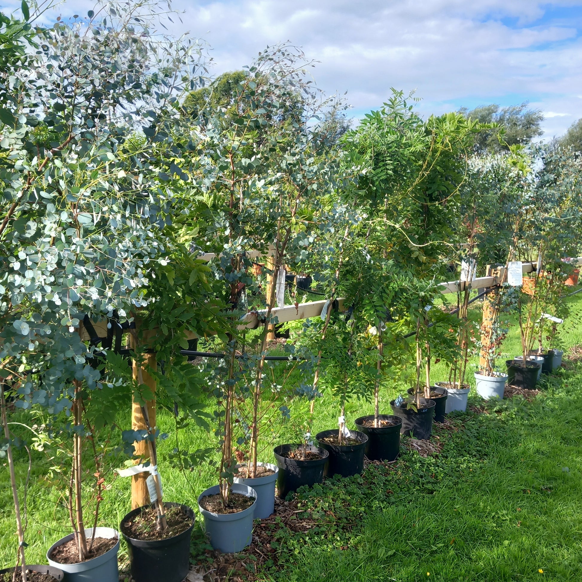 Eucalyptus gunnii - Cider Gum tree with aromatic silvery-blue evergreen foliage and peeling bark