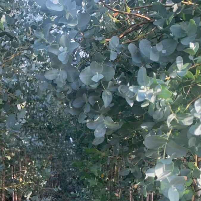 Eucalyptus gunni silver gum tree with aromatic evergree foliage