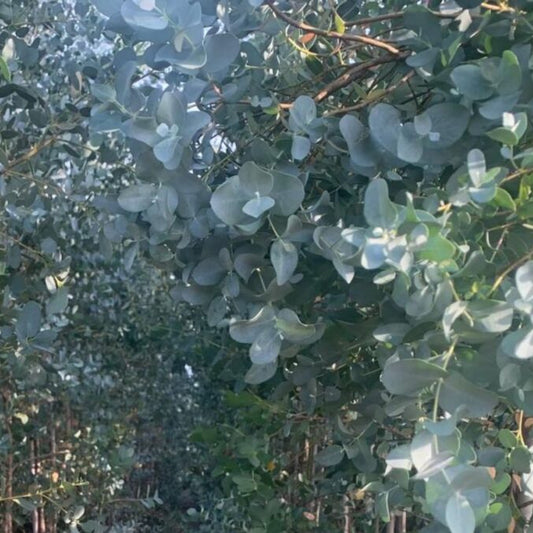 Eucalyptus gunni silver gum tree with aromatic evergree foliage