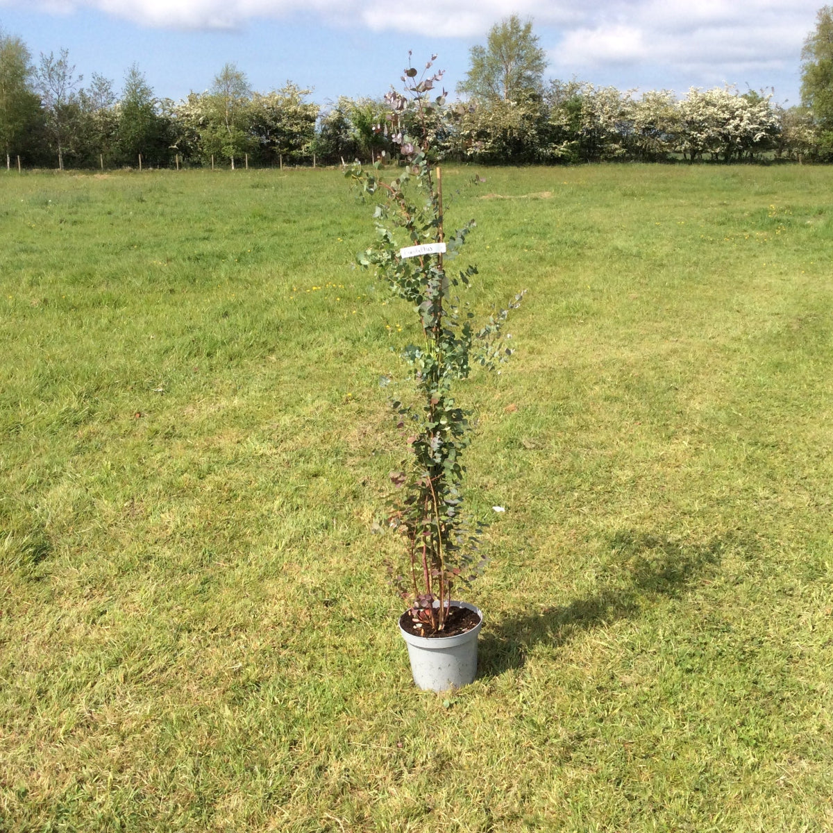 Eucalyptus tree in pot on grassy landscape.