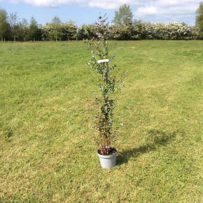 Eucalyptus tree in pot on grassy landscape.