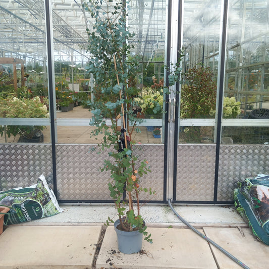 Eucalyptus gunnii - Cider Gum tree with aromatic silvery-blue evergreen foliage