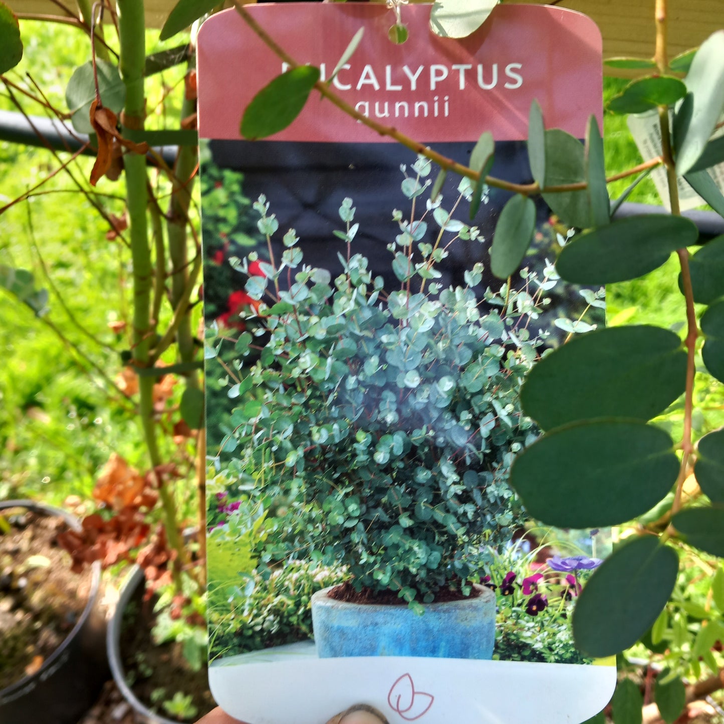 Eucalyptus gunnii - Cider Gum tree with aromatic silvery-blue evergreen foliage and peeling bark