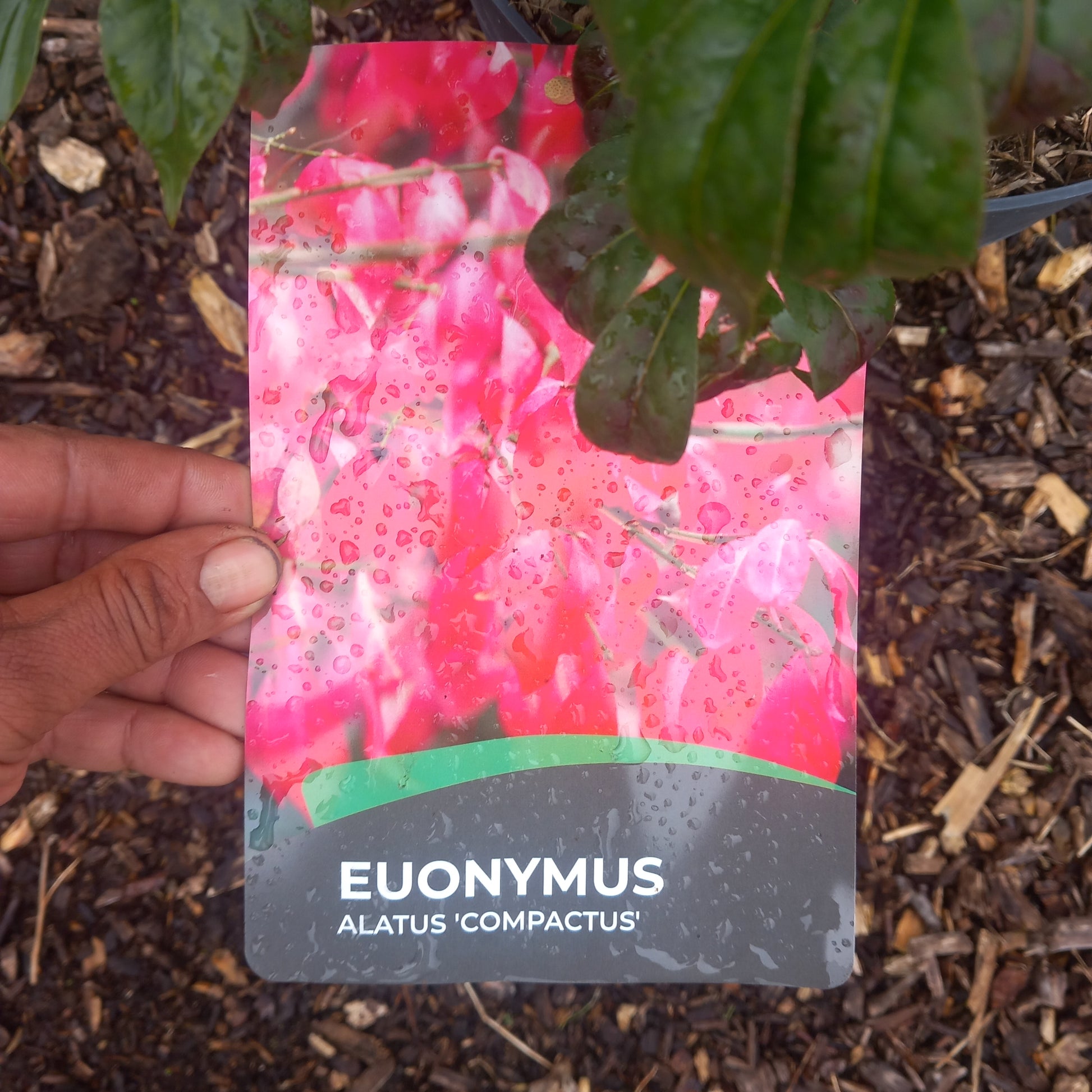 Euonymus alatus showing spectacular crimson-red autumn foliage transformation ideal for seasonal interest