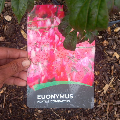 Euonymus alatus showing spectacular crimson-red autumn foliage transformation ideal for seasonal interest