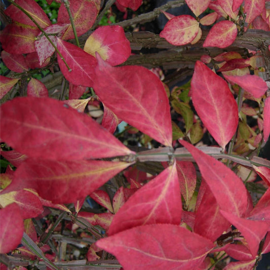 Euonymus alatus Burning Bush with red autumn foliage