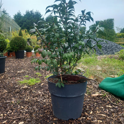 Euonymus alatus winged spindle - deciduous shrub with distinctive corky-winged branches and brilliant red autumn colour