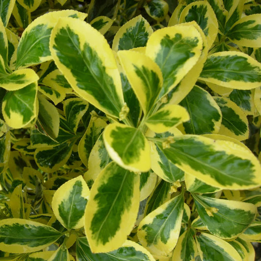 Euonymus japonicus 'Aureomarginatus' evergreen shrub with rich green leaves edged in golden-yellow variegation