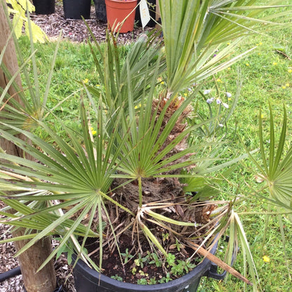 Potted palm plant in a garden setting with other plants and pots in the background.
