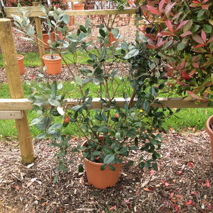 Potted Feijoa plants in a garden setting with wooden stakes and mulch.
