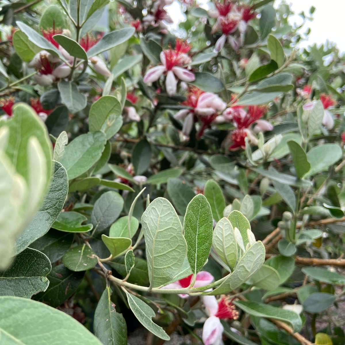 Feijoa sellowiana pineapple guava evergreen shrub with glossy green foliage, producing edible tropical-flavoured fruit and ornamental crimson-white flowers