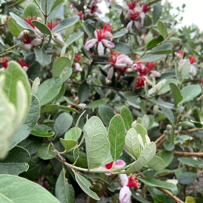 Feijoa sellowiana pineapple guava evergreen shrub with glossy green foliage, producing edible tropical-flavoured fruit and ornamental crimson-white flowers