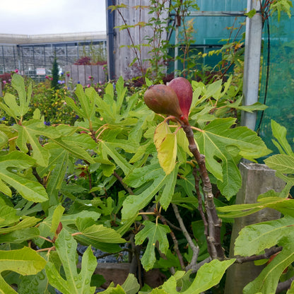 Ficus Little Miss Figgy showing large lobed leaves and developing figs on compact self-fertile tree



