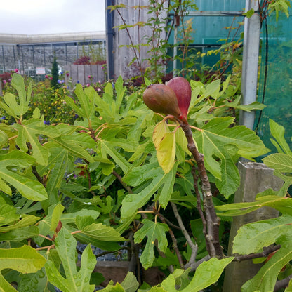 Ficus Little Miss Figgy showing large lobed leaves and developing figs on compact self-fertile tree



