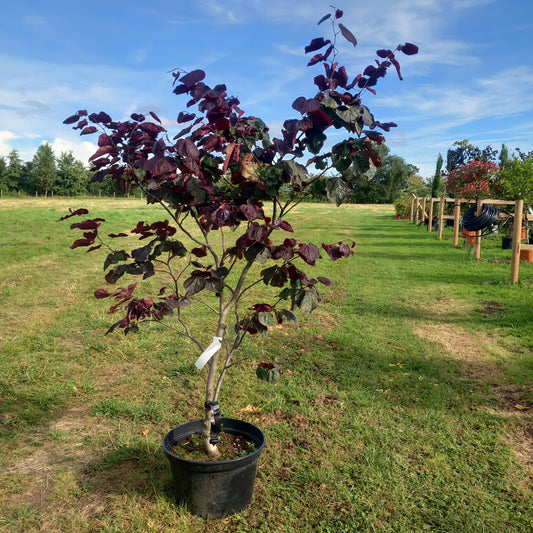 Cercis canadensis Forest Pansy - Eastern Redbud tree with heart-shaped purple leaves, 6ft specimen"