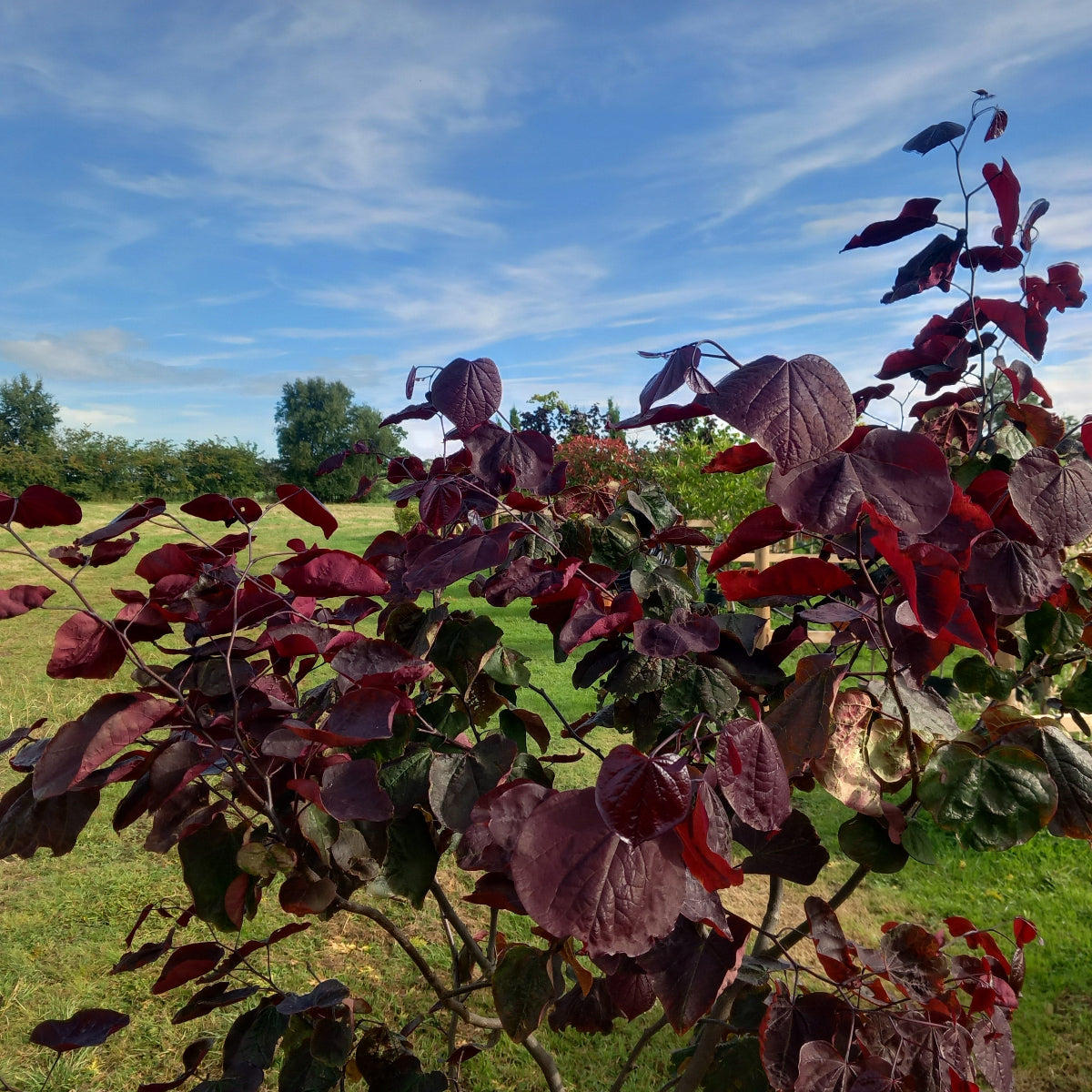 Cercis canadensis Forest Pansy close-up of rich purple heart-shaped leaves