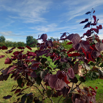 Cercis canadensis Forest Pansy close-up of rich purple heart-shaped leaves